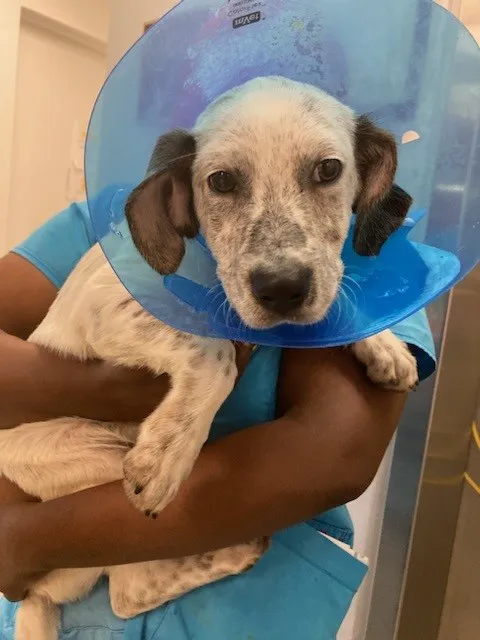 Bideawee Animal Hospital Picture 1
