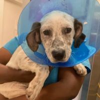 Bideawee Animal Hospital ico