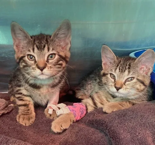 Bideawee Animal Hospital Picture 8