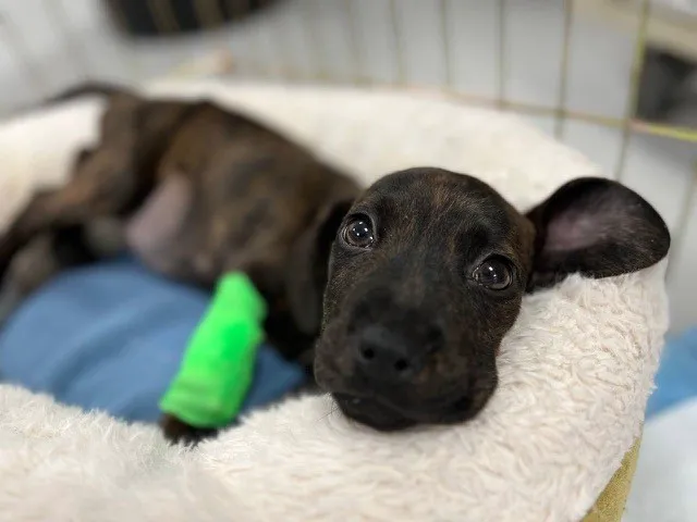 Bideawee Animal Hospital Picture 7