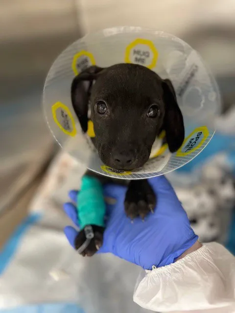 Bideawee Animal Hospital Picture 9