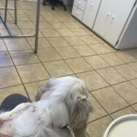 Aquebogue Veterinary Hospital ico