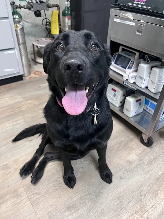 Aquebogue Veterinary Hospital Picture 6