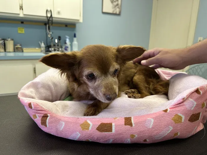 Aquebogue Veterinary Hospital Picture 9