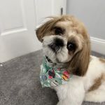 Westhampton Beach Animal Hospital