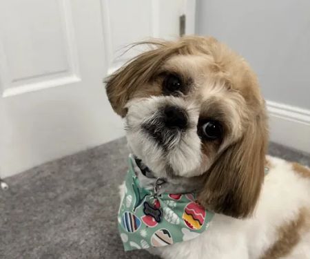 Westhampton Beach Animal Hospital