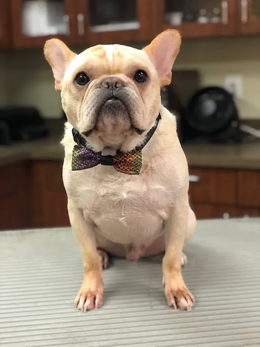 Westhampton Beach Animal Hospital Picture 8
