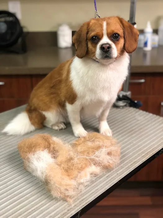 Westhampton Beach Animal Hospital Picture 4