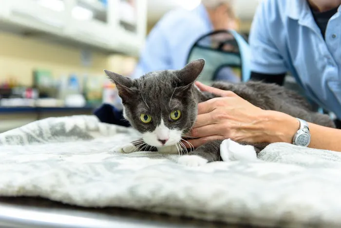 Mattituck-Laurel Veterinary Hospital Picture 1