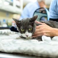 Mattituck-Laurel Veterinary Hospital ico