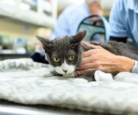 Mattituck-Laurel Veterinary Hospital