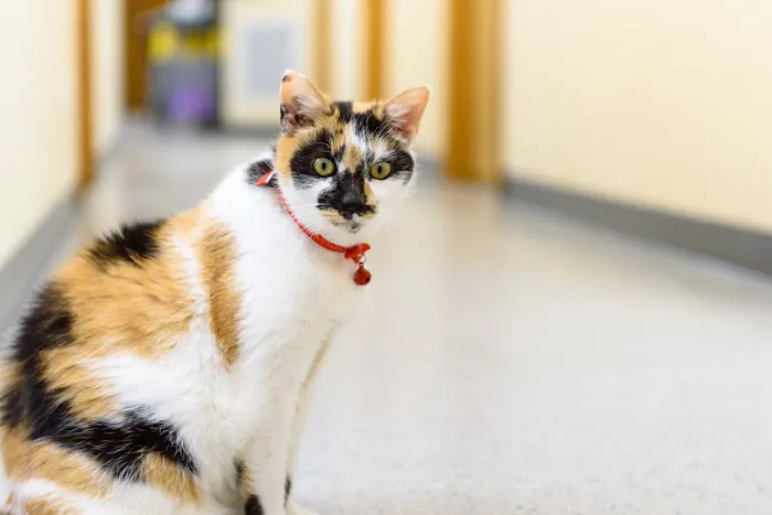 Mattituck-Laurel Veterinary Hospital Picture 9