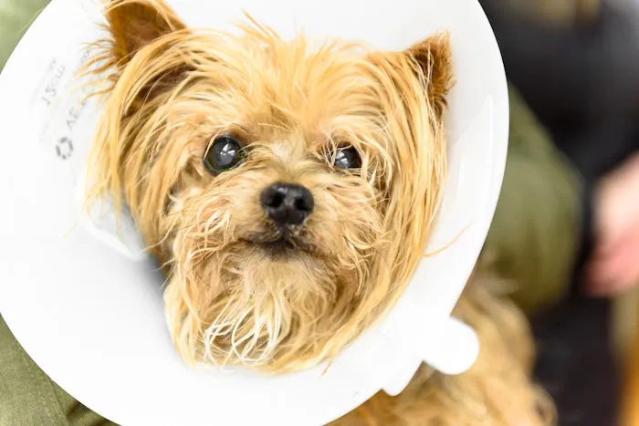Mattituck-Laurel Veterinary Hospital Picture 8