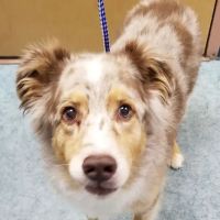 Wheatfield Animal Hospital ico