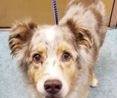 Wheatfield Animal Hospital