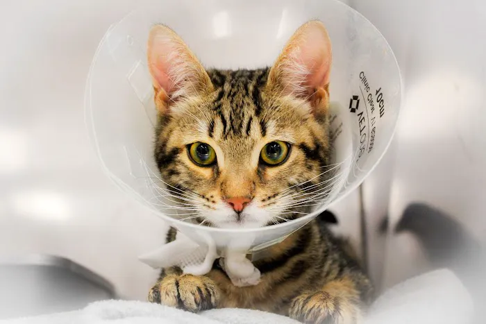 Wheatfield Animal Hospital Picture 3