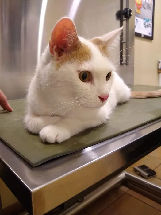 Companion Care Animal Hospital Picture 1
