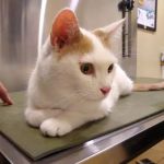Companion Care Animal Hospital