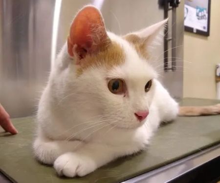 Companion Care Animal Hospital