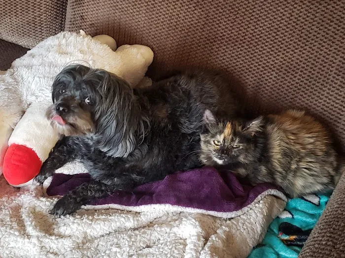Companion Care Animal Hospital Picture 5