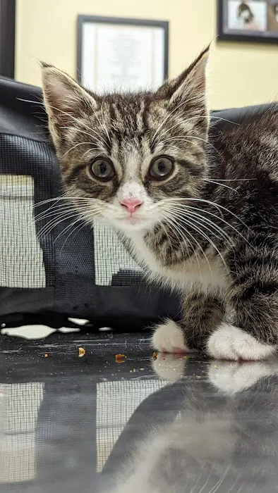 McClelland Small Animal Hospital Picture 4