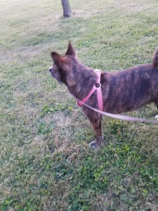 Mcclelland Small Animal Hospital: Reynders Marylisa DVM Picture 4