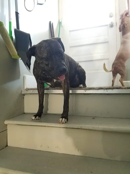Mcclelland Small Animal Hospital: Reynders Marylisa DVM Picture 3