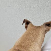 Mcclelland Small Animal Hospital: Reynders Marylisa DVM ico