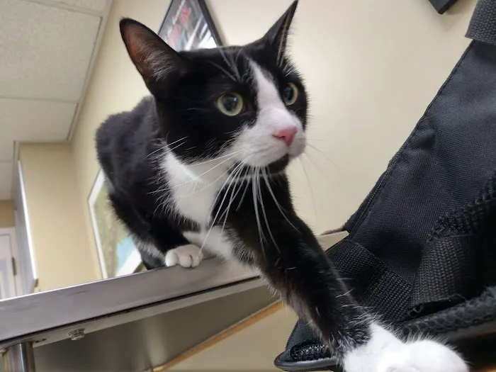 Ellicott Street Animal Hospital Picture 6
