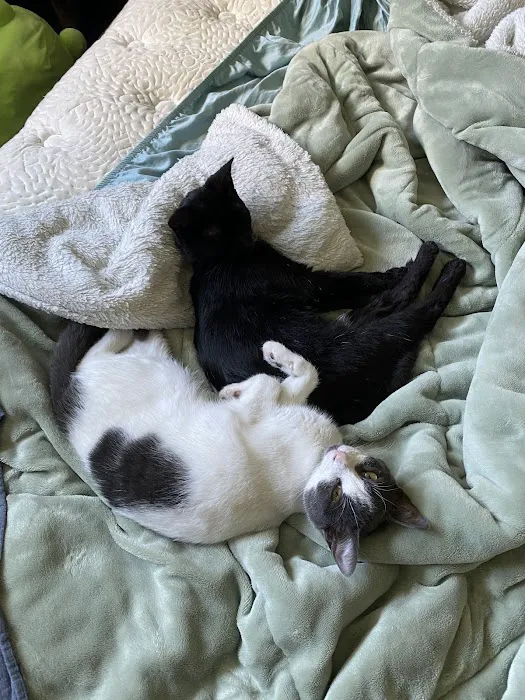 Ellicott Street Animal Hospital Picture 8