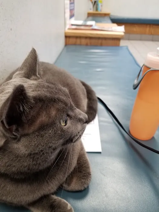 Buffalo Small Animal Hospital Picture 3