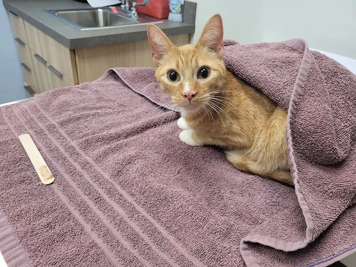 Buffalo Small Animal Hospital Picture 9