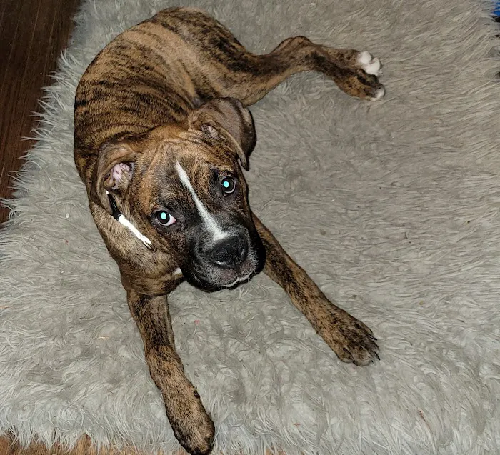 Buffalo Small Animal Hospital Picture 10