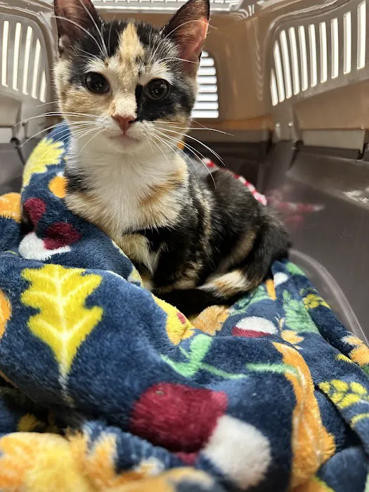 Summer Street Cat Clinic P.C. Picture 6