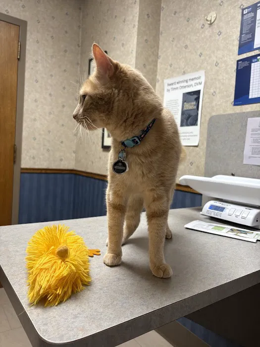 Summer Street Cat Clinic P.C. Picture 1