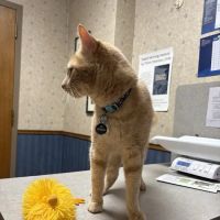 Summer Street Cat Clinic P.C. ico