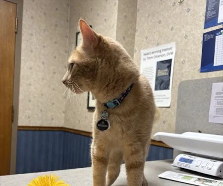 Summer Street Cat Clinic P.C.