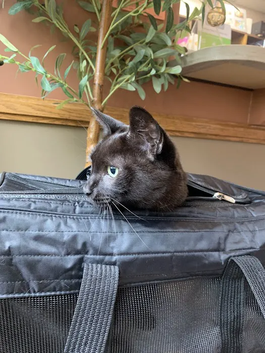 Summer Street Cat Clinic P.C. Picture 9