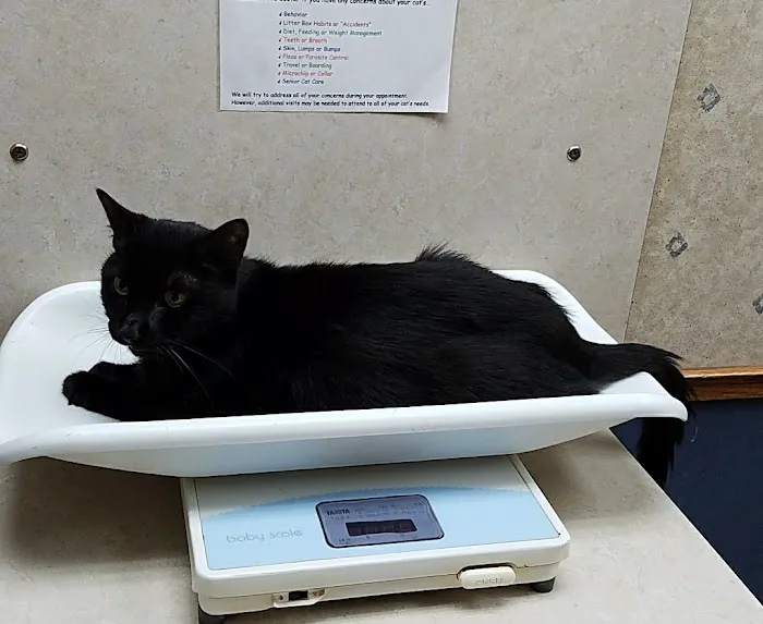 Summer Street Cat Clinic P.C. Picture 10