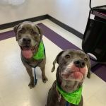 Nickel City Animal Hospital