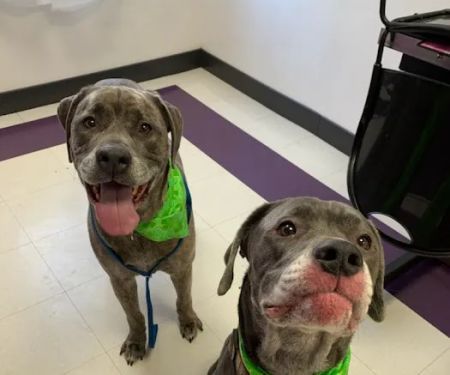 Nickel City Animal Hospital