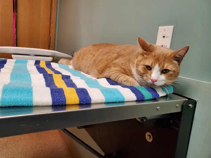 City Creatures Animal Hospital Picture 4