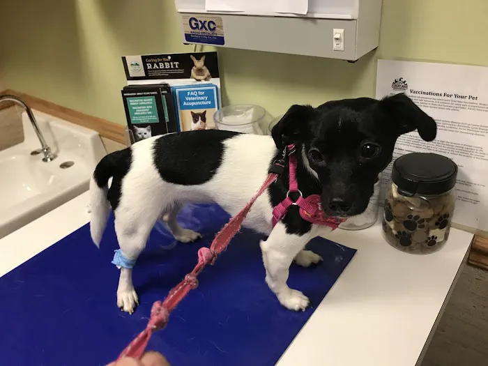 City Creatures Animal Hospital Picture 8