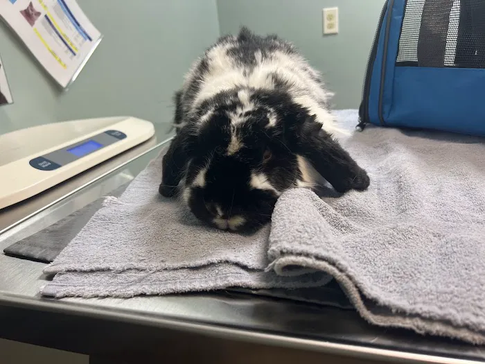 City Creatures Animal Hospital Picture 10