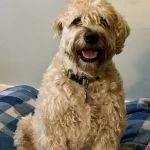 Kenmore Animal Hospital
