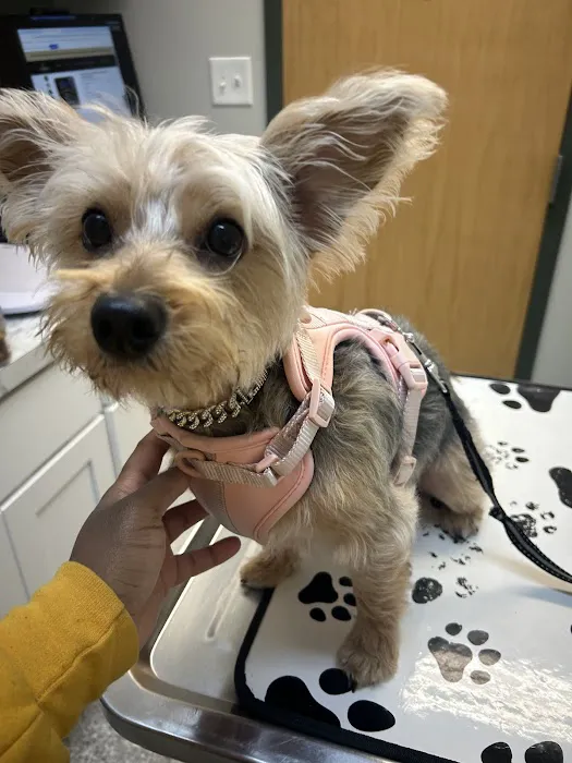 Kenmore Animal Hospital Picture 3