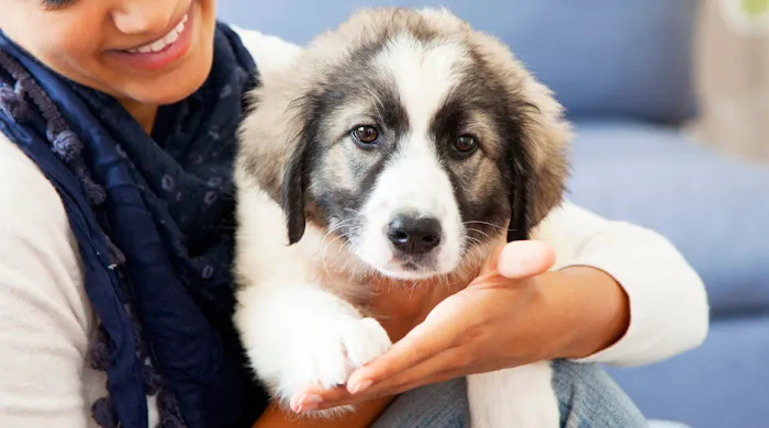 Kenmore Animal Hospital Picture 8