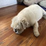 North Buffalo Animal Hospital