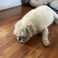 North Buffalo Animal Hospital ico