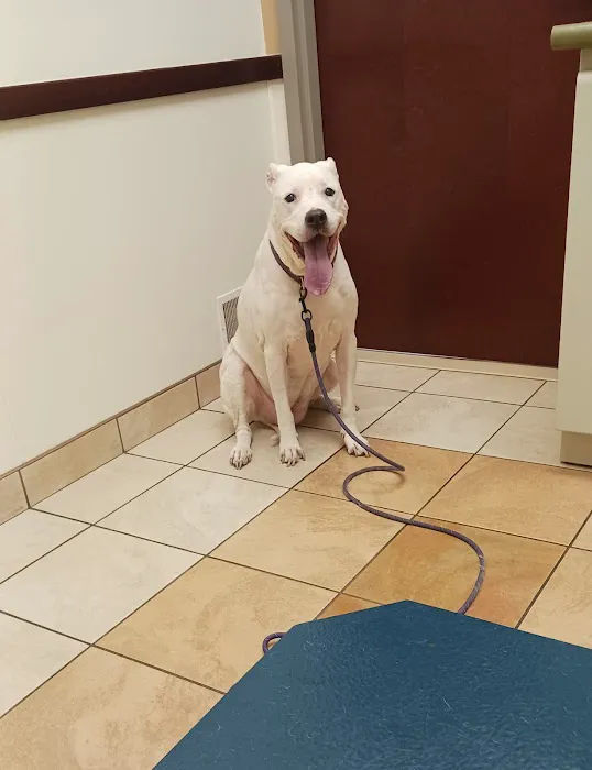 North Buffalo Animal Hospital Picture 7